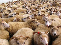 Aid El Idcha: Vente des moutons importés de Roumanie à partir du 19 octobre Le ministère du commerce et de l'artisanat entamera