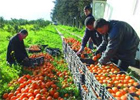 Tunisie-Exportation des agrumes : Des pépins pour les clémentines Le secteur des agrumes en Tunisie enregistre un développement continu depuis quelques années