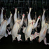 Tunisie : Le prix du poulet senvole La spirale de la hausse des prix vient de « s’enrichir » d’une nouvelle augmentation
