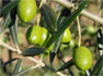 Tunisie-production dolives : ça baigne dans lhuile ! La production nationale tunisienne d'olives pour la saison 2012-2013 se situera entre 1. 080 et 1.190 millions de tonnes