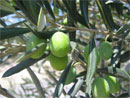 Tunisie : 180 mille tonnes dhuile dolive attendus pour 2012. Le ministère tunisien de l’Agriculture