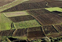 Ben Arous: Récupération d’un terrain domanial agricole
