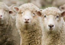Le prix des moutons de l’Aïd entre 800 et 1600 dinars moutons