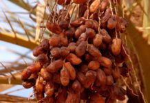 Avantages fiscaux pour encourager le tissage des moustiquaires de protection des dattes