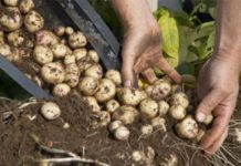 9 tonnes de pommes de terre injectées sur le marché de Mahdia