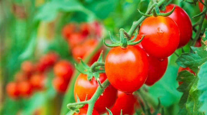 Kef : Baisse des superficies consacrées aux cultures de saison