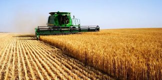 Coup d’envoi de la moisson à Bizerte. 2,1 MQ attendus