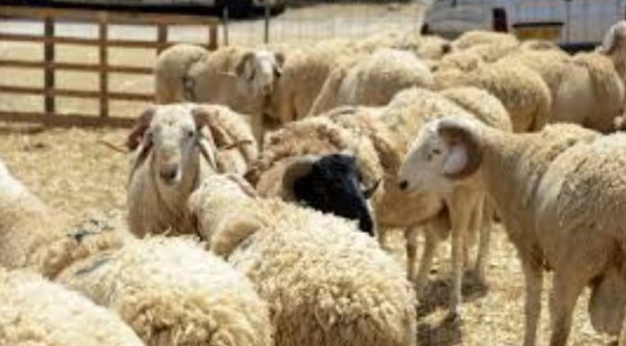 Pas de recensement précis des troupeaux ovins et bovins en Tunisie mouton