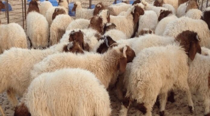 45 mille têtes disponible à Kasserine pour l’Aïd al-Adha