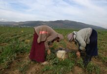 4911 projets féminins créés pour stimuler l’économie tunisienne