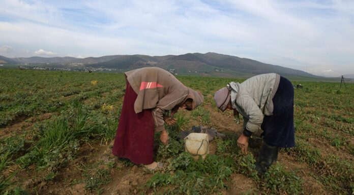 4911 projets féminins créés pour stimuler l’économie tunisienne