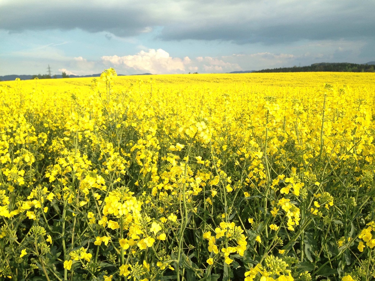 La culture du colza a cru depuis sa réintégration sur 13 mille hectares — free download