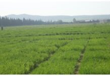 Récupération d’un terrain agricole de 510 ha à Manouba