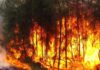 Incendies de forêts: Le WWF Afrique du Nord lance une initiative pour digitaliser la gestion des rapports d’incendies