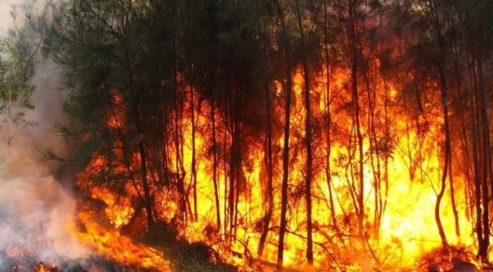 Le WWF N.A pour digitaliser les rapports d’incendies