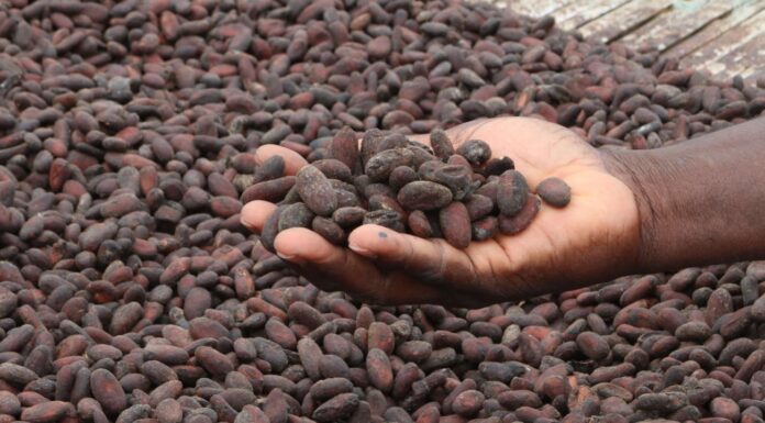 Ghana: La production de cacao en forte chute