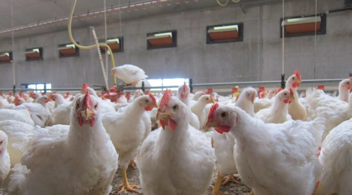 Légère évolution de 1,3% de la production de poulet de chair à fin mai 2024