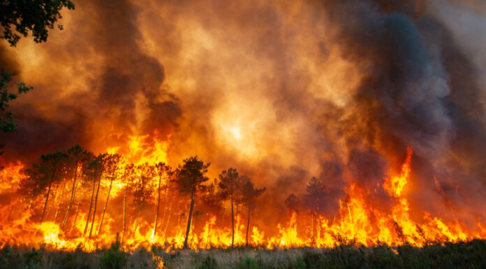 Siliana : Incendie au mont Boussadia à Bargou