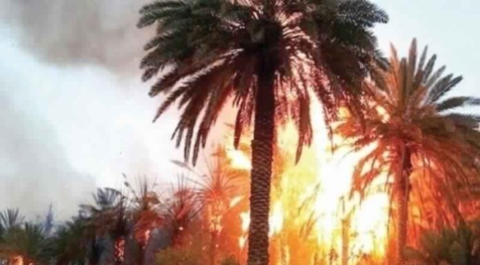Incendie dans l’ancienne oasis de Tozeur maîtrisé