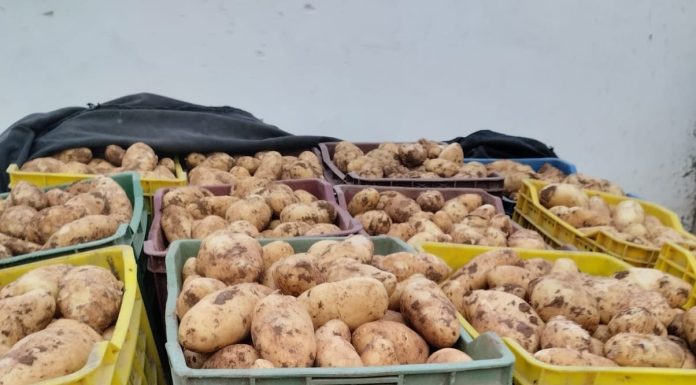 Gafsa : 13,5 mille tonnes de pommes de terre d’arrière-saison attendues cette saison