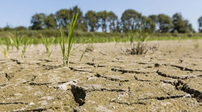 La sécheresse, calamité naturelle dans 12 gouvernorats