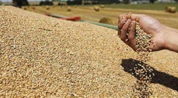 Sidi Bouzid : Les prix de référence des céréales seront annoncés les prochains jours