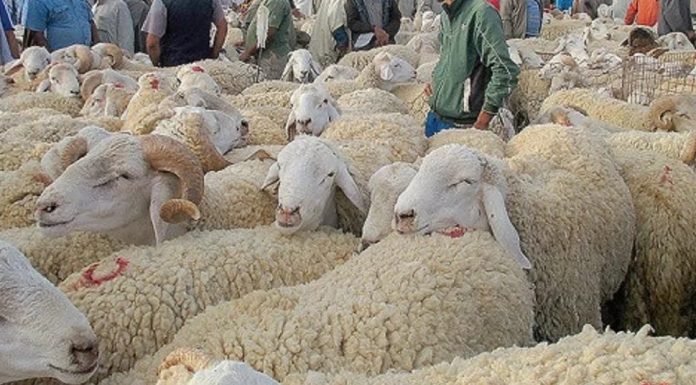 Aïd El-Idha : Ouverture à la Manouba d’un point de vente de moutons du sacrifice au kilo