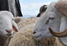 L’Arabie Saoudite annonce la date de l’Aïd Al Adha