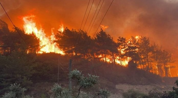 Siliana : Incendie maîtrisé à El Krib-sud