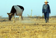 La crise du lait point à l’horizon !
