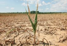 L’agriculture et la sécurité laminées par l’impact des catastrophes