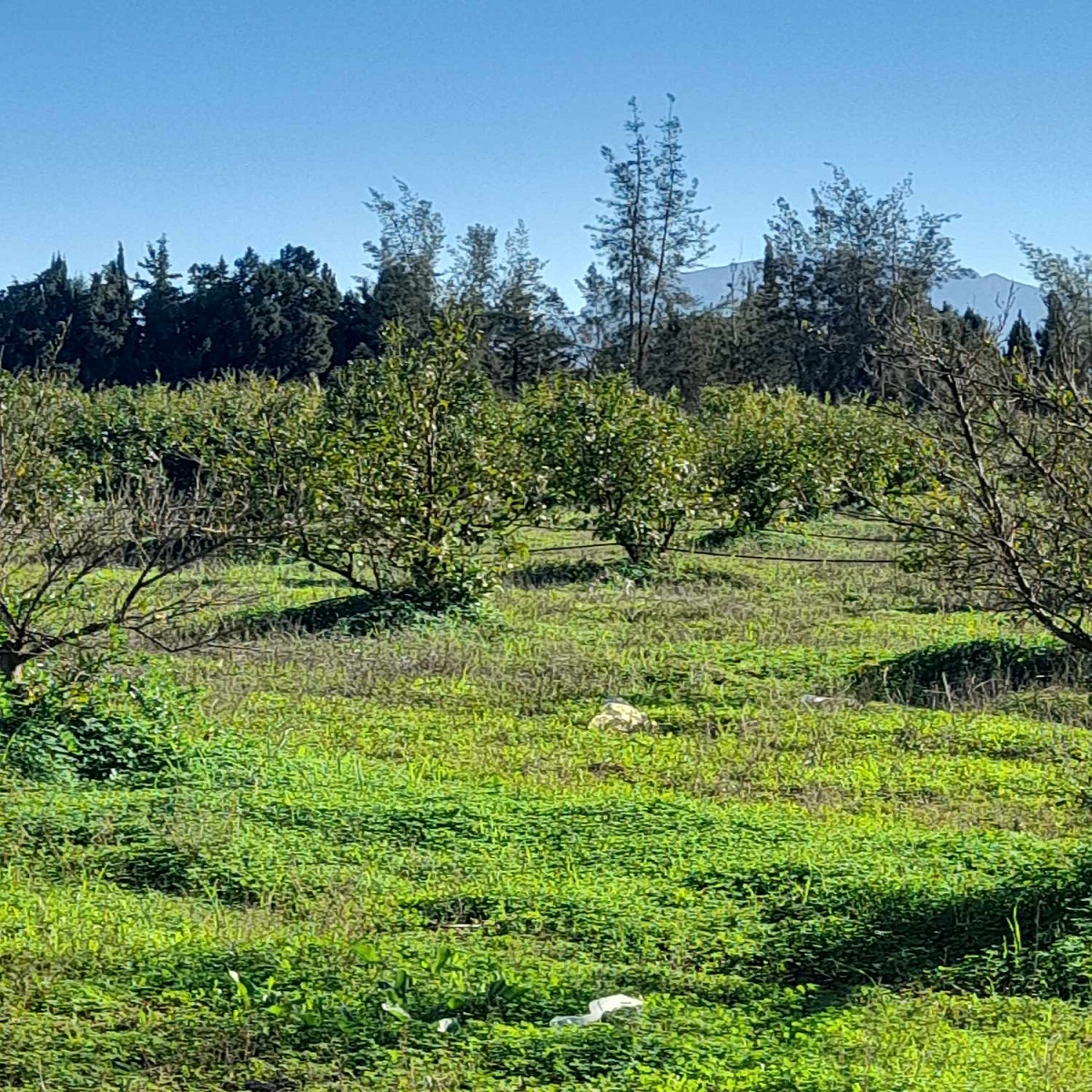 Récupération de 10 hectares dans la délégation de Mornag African Manager