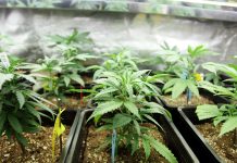 Le Malawi annonce la culture d’une variété locale de cannabis