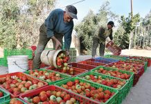 Le Norvège, gros importateur des tomates marocaines