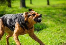 Une femme hospitalisée après une attaque de chiens errants