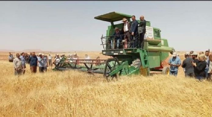 Belaati à Tataouine pour une opération pilote de céréaliculture