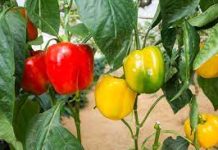 Espagne : Un pesticide dangereux suspecté dans les poivrons marocains