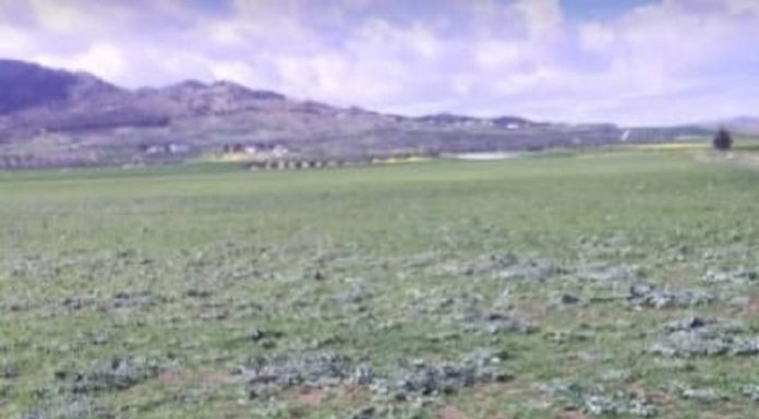 Siliana: Récupération d’un terrain domanial agricole d’une superficie de 80 ha