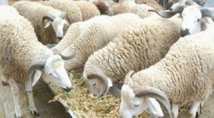 Aïd el-Idha : Le prix du mouton flambe jusqu’à 1600 dinars à Tataouine