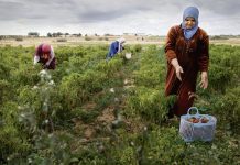 Maroc : 7 régions agricoles créent 82,4% de la valeur ajoutée