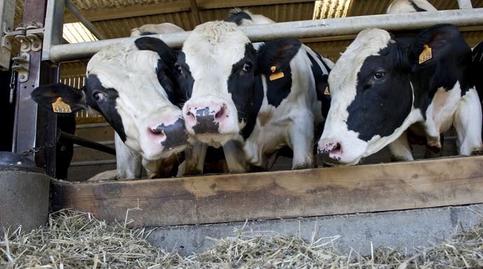 La France impatiente d’embarquer à nouveau des vaches pour l’Algérie