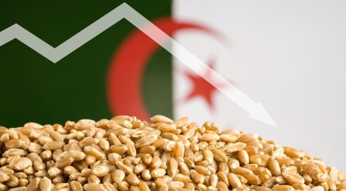 L’Algérie passe commande pour plus 800.000 tonnes de blé tendre