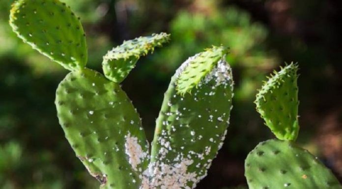 Cochenille de cactus : La Tunisie a trouvé la parade
