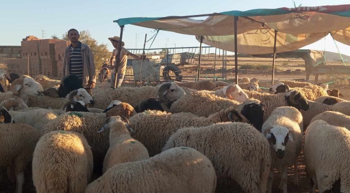 Aïd El Idha-Reportage : L’offre est abondante mais les prix demeurent hors de portée