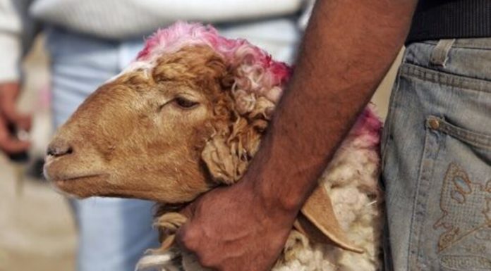Tunis : Interdiction d’égorger les moutons dans les appartements