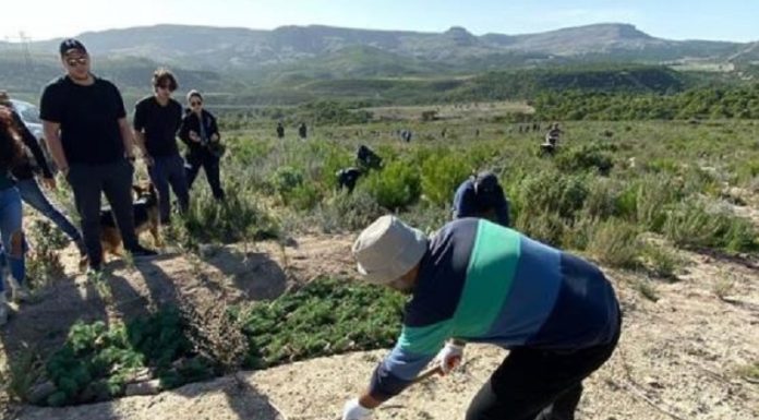 Plantation de 330 Ha dans la forêt de Kesra, souvent ravagée par les incendies