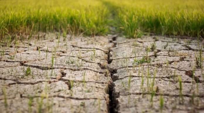 Changements climatiques : Le rapport biennal de transparence de la Tunisie prêt avant fin 2024