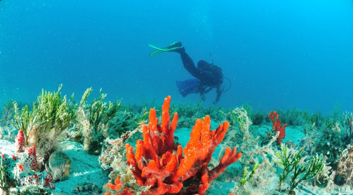 Les écosystèmes marins en Tunisie sont parmi les meilleurs au monde