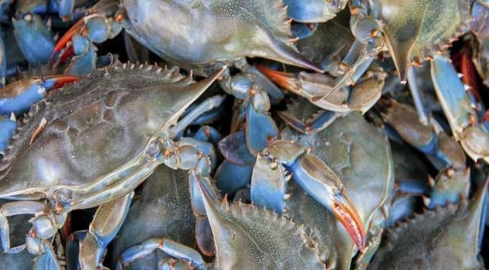 Le crabe bleu : L’endroit et l’envers !