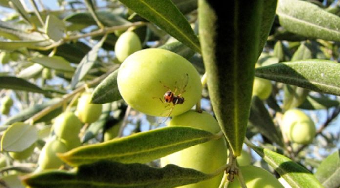 Poursuite de la campagne nationale de lutte contre les insectes ravageurs de l’olivier
